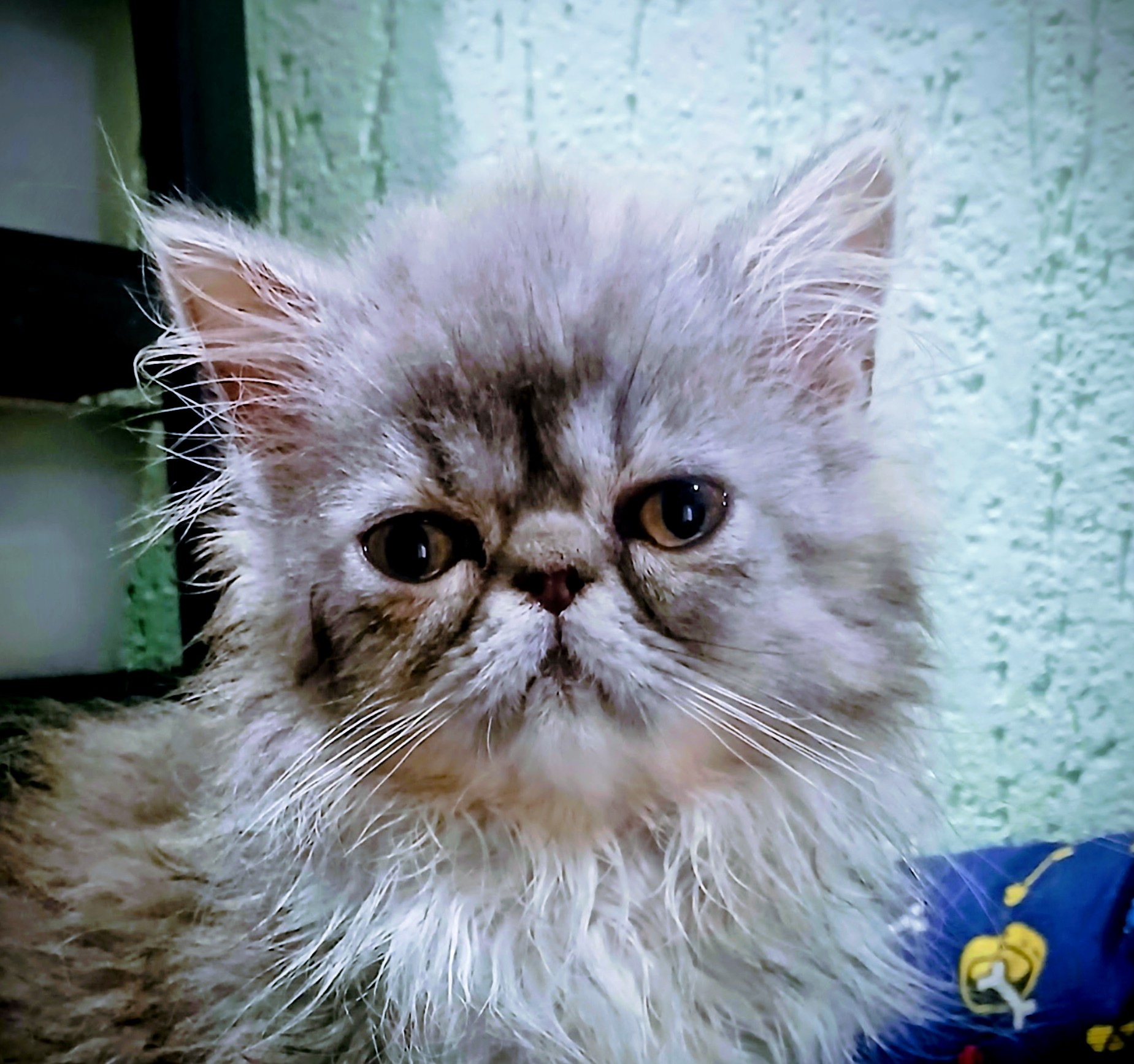 Arthur 