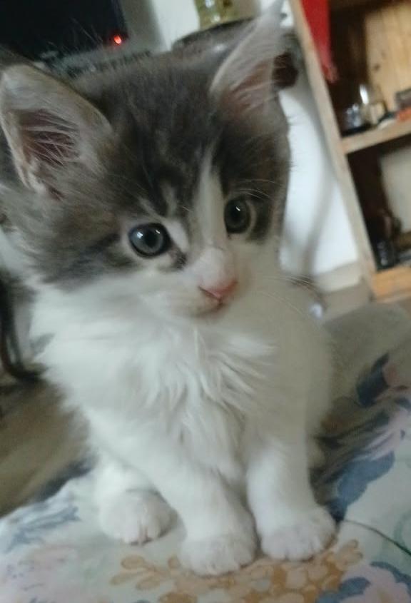 Felix