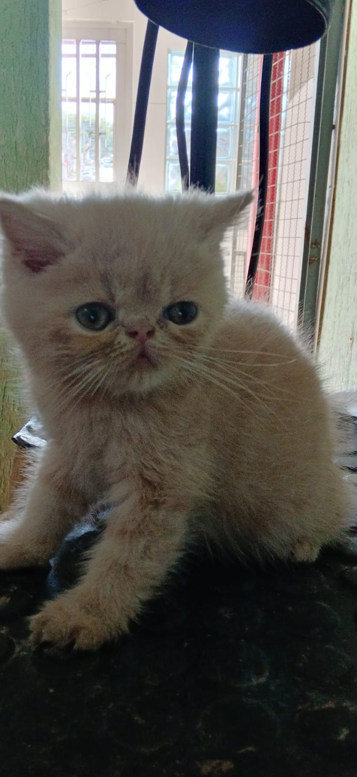 Kika 