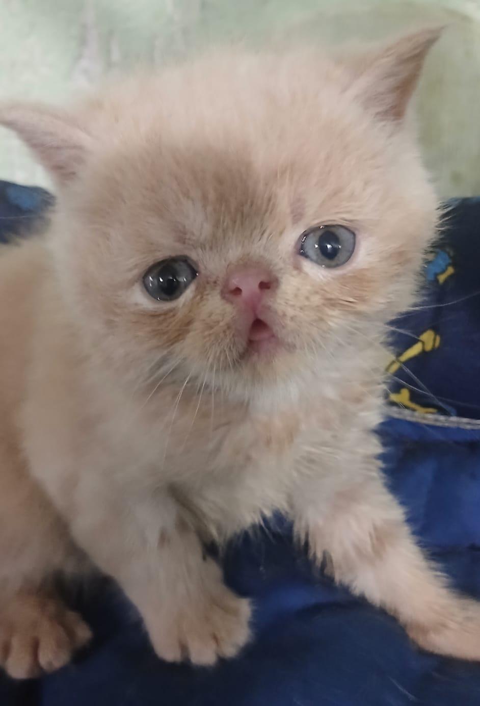 Merlin 